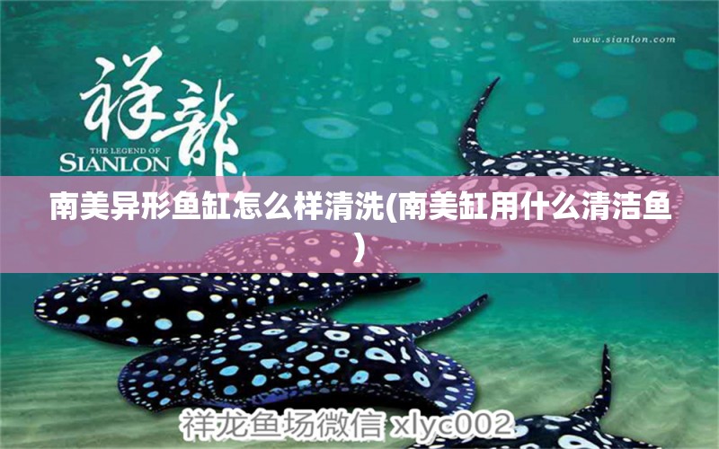 南美異形魚缸怎么樣清洗(南美缸用什么清潔魚) 龍魚批發(fā)