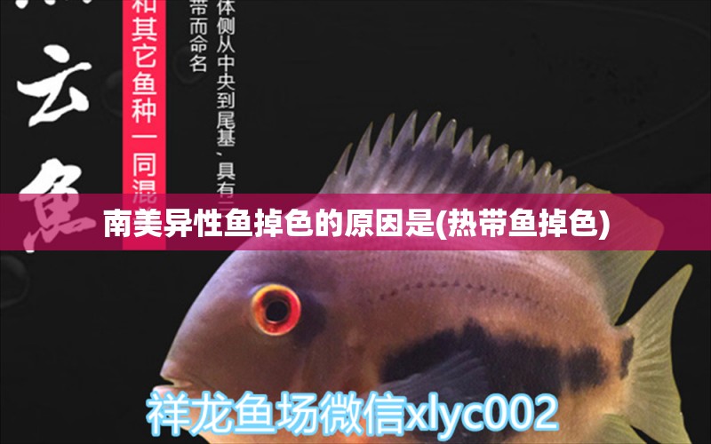 南美異性魚掉色的原因是(熱帶魚掉色) 黃寬帶蝴蝶魚