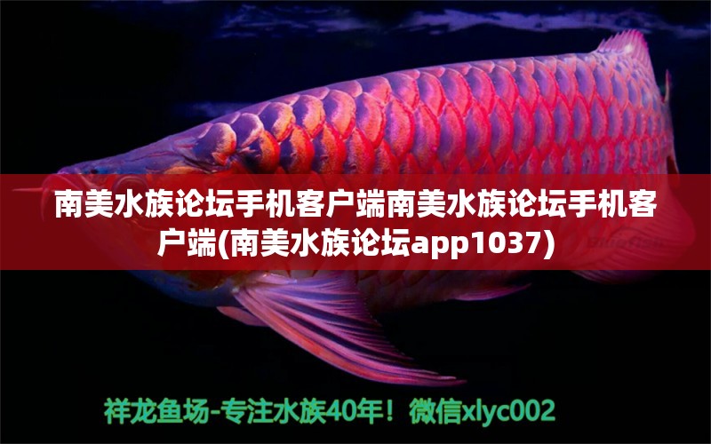 南美水族論壇手機客戶端南美水族論壇手機客戶端(南美水族論壇app1037) 斑馬鴨嘴魚