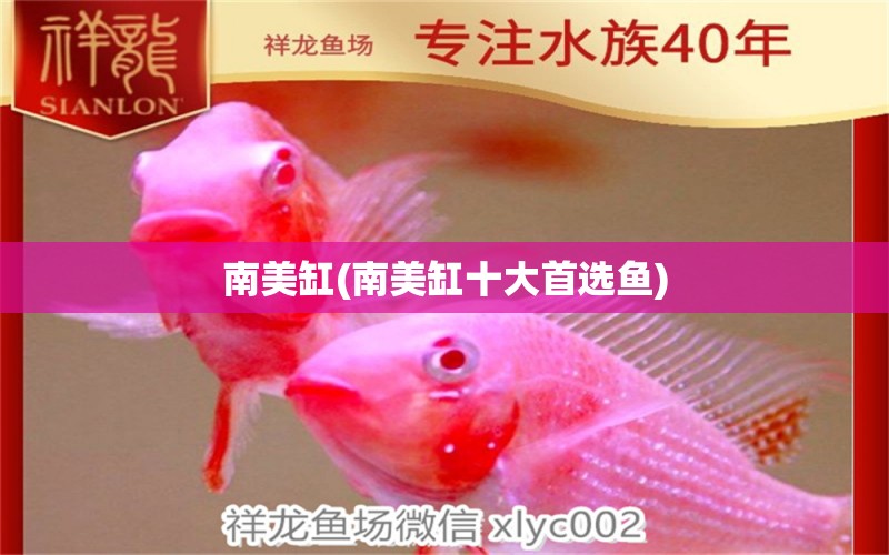 南美缸(南美缸十大首選魚(yú)) 委內(nèi)瑞拉奧里諾三間魚(yú)