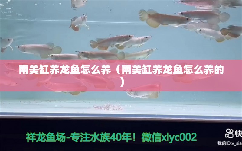 南美缸養(yǎng)龍魚怎么養(yǎng)（南美缸養(yǎng)龍魚怎么養(yǎng)的）