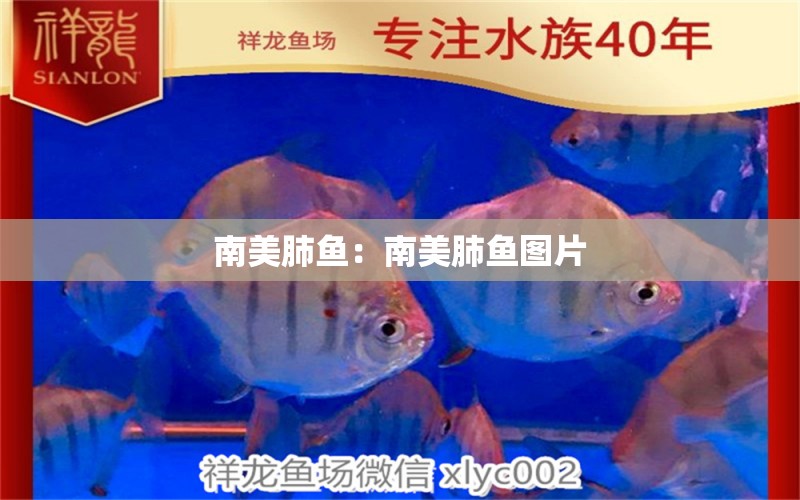 南美肺魚：南美肺魚圖片 肺魚