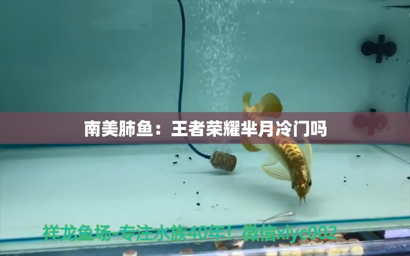 南美肺魚：王者榮耀羋月冷門嗎 肺魚