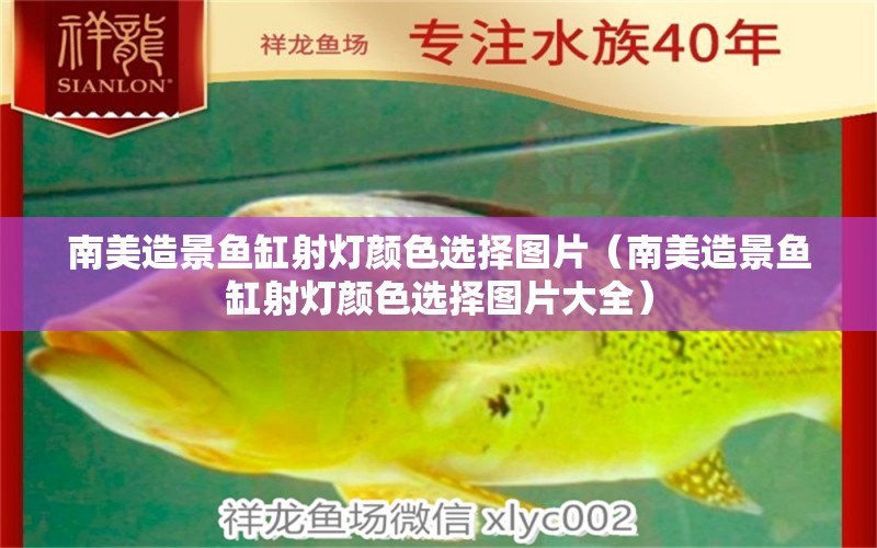 南美造景魚缸射燈顏色選擇圖片（南美造景魚缸射燈顏色選擇圖片大全）