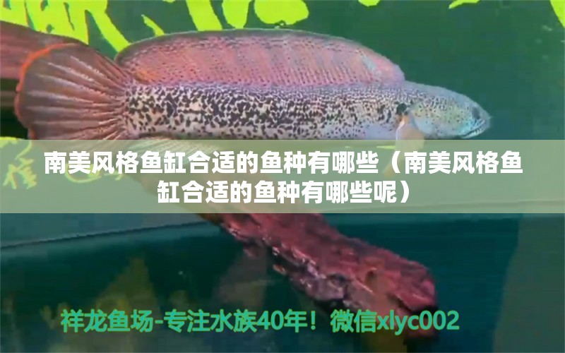 南美風格魚缸合適的魚種有哪些（南美風格魚缸合適的魚種有哪些呢）