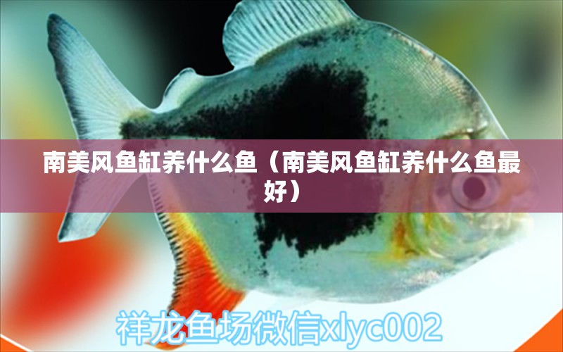 南美風(fēng)魚(yú)缸養(yǎng)什么魚(yú)（南美風(fēng)魚(yú)缸養(yǎng)什么魚(yú)最好） 觀賞魚(yú)市場(chǎng)（混養(yǎng)魚(yú)）