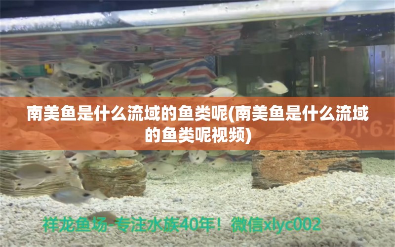 南美魚是什么流域的魚類呢(南美魚是什么流域的魚類呢視頻)