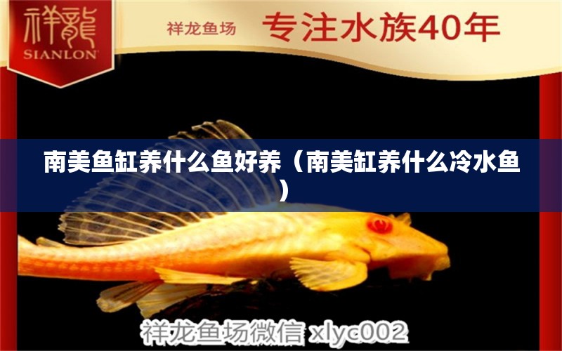 南美魚缸養(yǎng)什么魚好養(yǎng)（南美缸養(yǎng)什么冷水魚） 蘇虎苗（蘇門答臘虎魚苗） 第1張