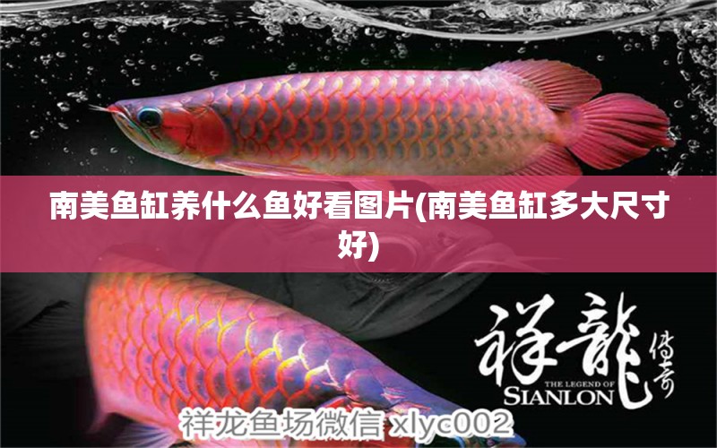 南美魚(yú)缸養(yǎng)什么魚(yú)好看圖片(南美魚(yú)缸多大尺寸好) 星點(diǎn)金龍魚(yú)