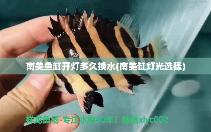 南美魚缸開燈多久換水(南美缸燈光選擇) 飛鳳魚苗