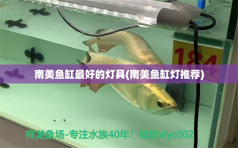 南美魚缸最好的燈具(南美魚缸燈推薦) 白條過(guò)背金龍魚 第1張