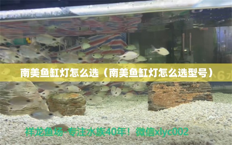 南美魚(yú)缸燈怎么選（南美魚(yú)缸燈怎么選型號(hào)） 白子關(guān)刀魚(yú)