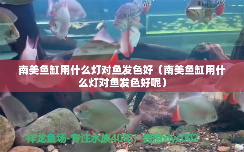 南美魚缸用什么燈對魚發(fā)色好（南美魚缸用什么燈對魚發(fā)色好呢） 申古銀版魚