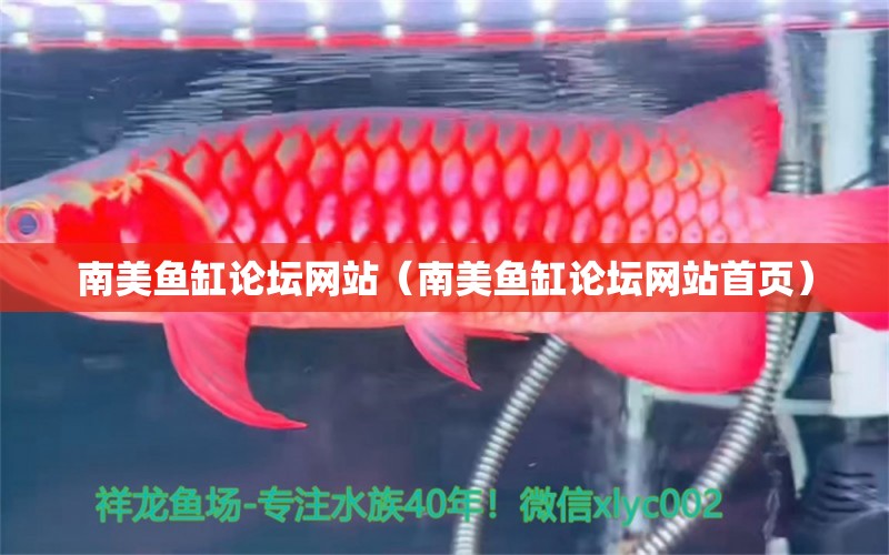 南美魚缸論壇網(wǎng)站（南美魚缸論壇網(wǎng)站首頁） 高背金龍魚