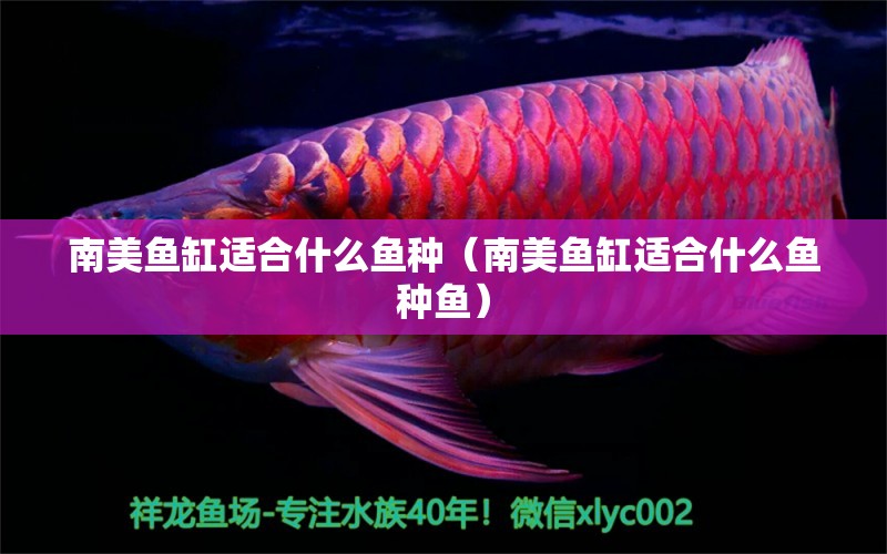 南美魚缸適合什么魚種（南美魚缸適合什么魚種魚）