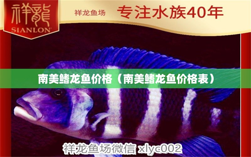 南美鰭龍魚價格（南美鰭龍魚價格表）