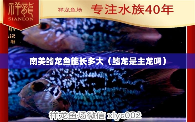 南美鰭龍魚能長多大（鰭龍是主龍嗎）