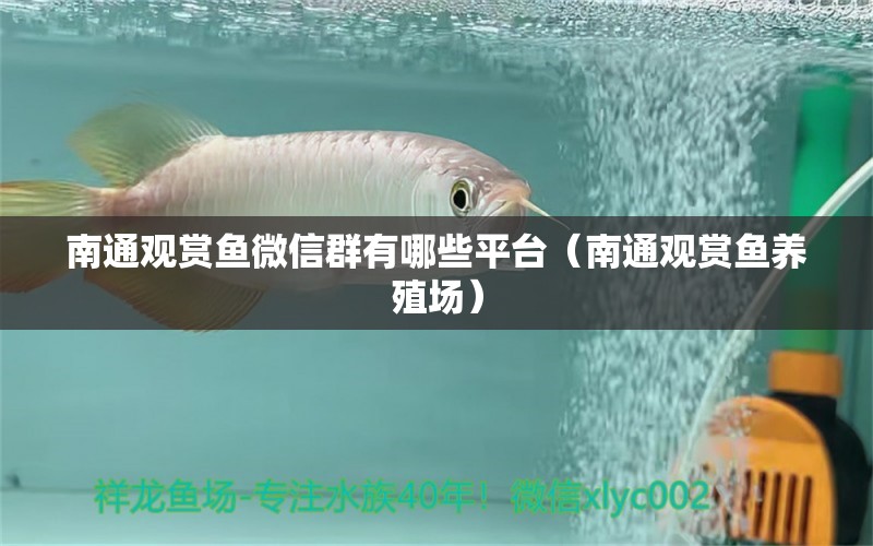 南通觀賞魚微信群有哪些平臺（南通觀賞魚養(yǎng)殖場） 狗頭魚