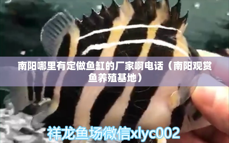 南陽(yáng)哪里有定做魚(yú)缸的廠家啊電話（南陽(yáng)觀賞魚(yú)養(yǎng)殖基地）