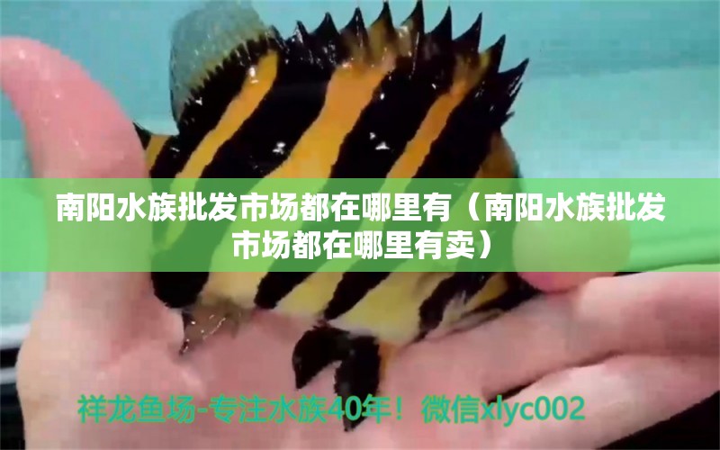 南陽(yáng)水族批發(fā)市場(chǎng)都在哪里有（南陽(yáng)水族批發(fā)市場(chǎng)都在哪里有賣(mài)）