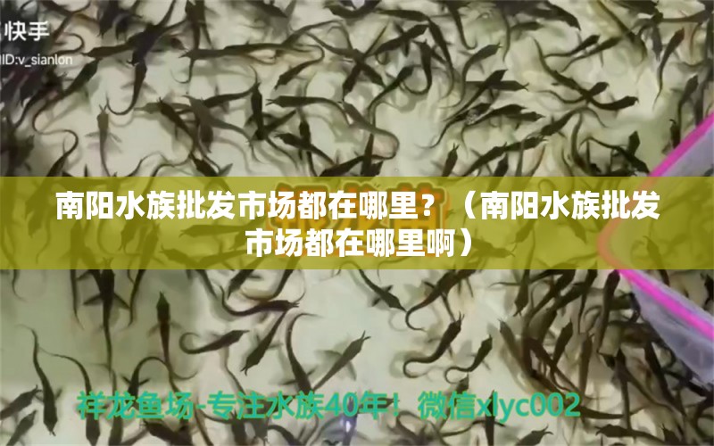 南陽(yáng)水族批發(fā)市場(chǎng)都在哪里？（南陽(yáng)水族批發(fā)市場(chǎng)都在哪里啊） 觀賞魚水族批發(fā)市場(chǎng)