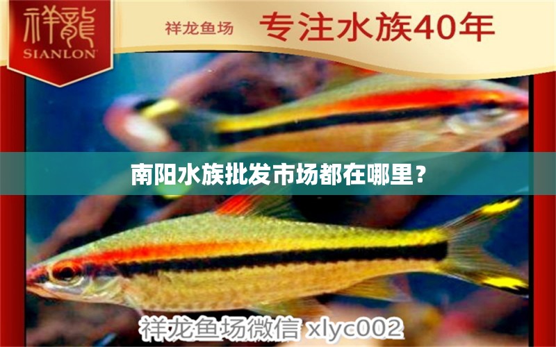 南陽水族批發(fā)市場都在哪里？