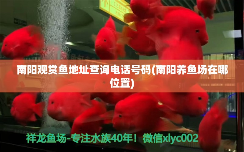 南陽觀賞魚地址查詢電話號碼(南陽養(yǎng)魚場在哪位置) 三間鼠魚