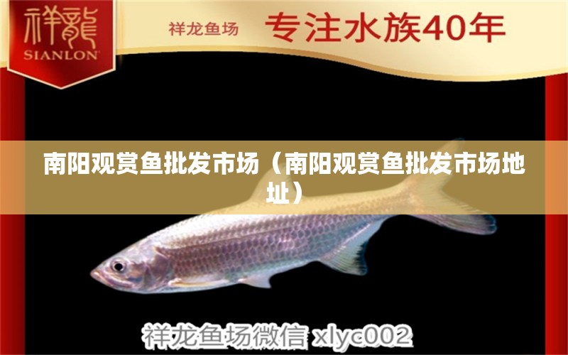 南陽(yáng)觀賞魚批發(fā)市場(chǎng)（南陽(yáng)觀賞魚批發(fā)市場(chǎng)地址） 觀賞魚批發(fā)