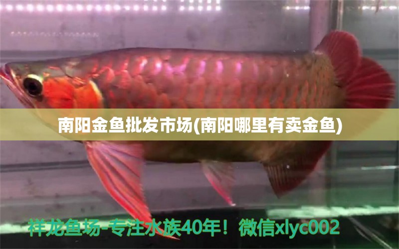 南陽金魚批發(fā)市場(南陽哪里有賣金魚) 一眉道人魚