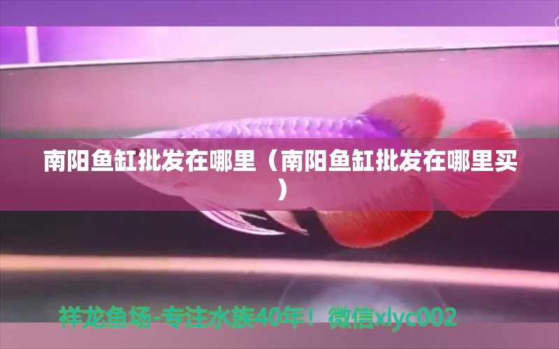 南陽魚缸批發(fā)在哪里（南陽魚缸批發(fā)在哪里買） 鸚鵡魚