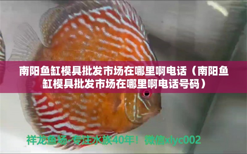 南陽魚缸模具批發(fā)市場在哪里啊電話（南陽魚缸模具批發(fā)市場在哪里啊電話號碼） 觀賞魚市場（混養(yǎng)魚）