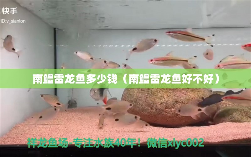 南鱧雷龍魚多少錢（南鱧雷龍魚好不好）