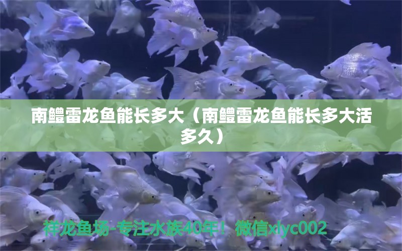 南鱧雷龍魚能長多大（南鱧雷龍魚能長多大活多久） 廣州龍魚批發(fā)市場