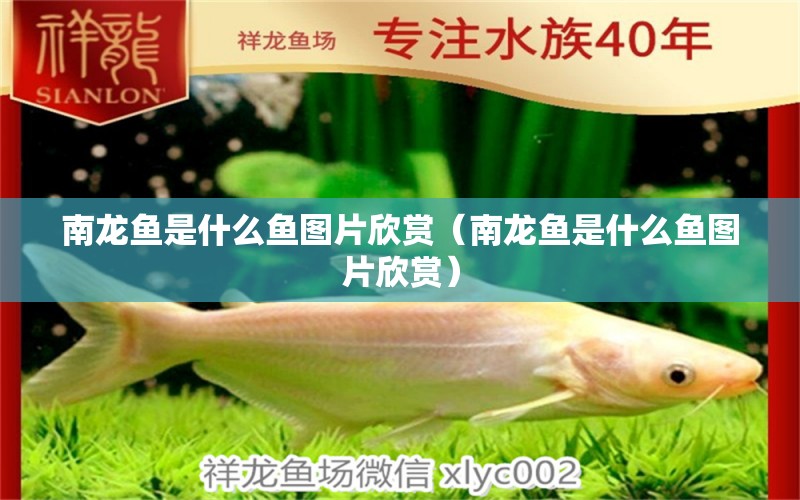 南龍魚(yú)是什么魚(yú)圖片欣賞（南龍魚(yú)是什么魚(yú)圖片欣賞）