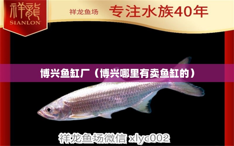 博興魚缸廠（博興哪里有賣魚缸的） 錦鯉魚