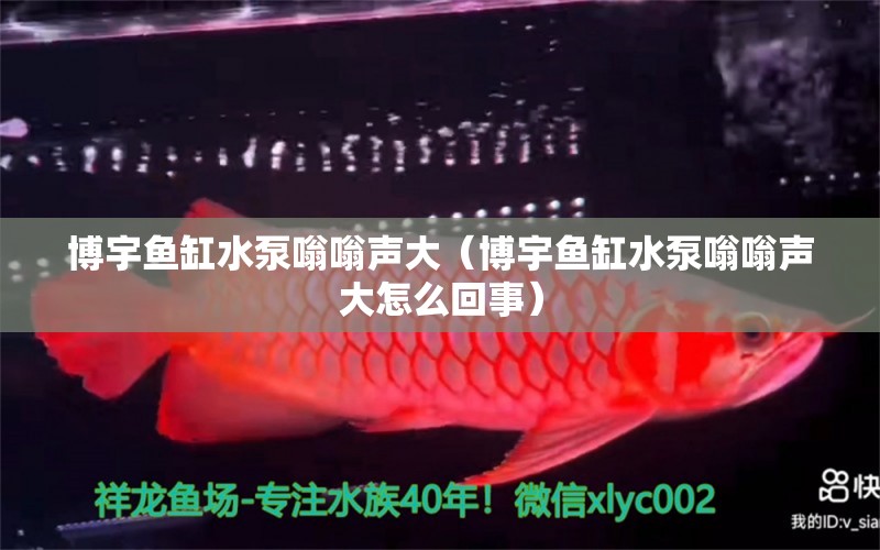 博宇魚缸水泵嗡嗡聲大（博宇魚缸水泵嗡嗡聲大怎么回事） 魚缸水泵