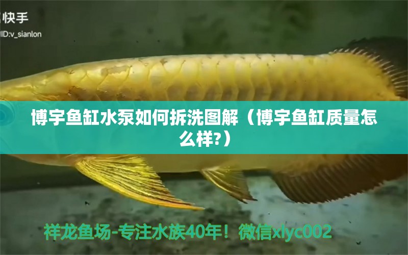 博宇魚缸水泵如何拆洗圖解（博宇魚缸質量怎么樣?） 大白鯊魚苗