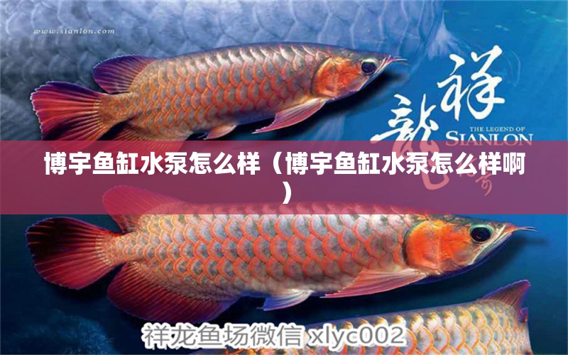 博宇魚缸水泵怎么樣（博宇魚缸水泵怎么樣啊）