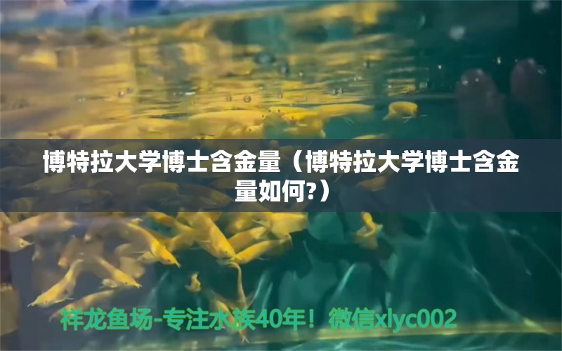 博特拉大學博士含金量（博特拉大學博士含金量如何?）