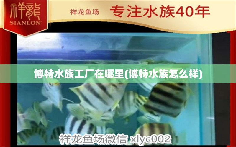 博特水族工廠在哪里(博特水族怎么樣) 博特水族