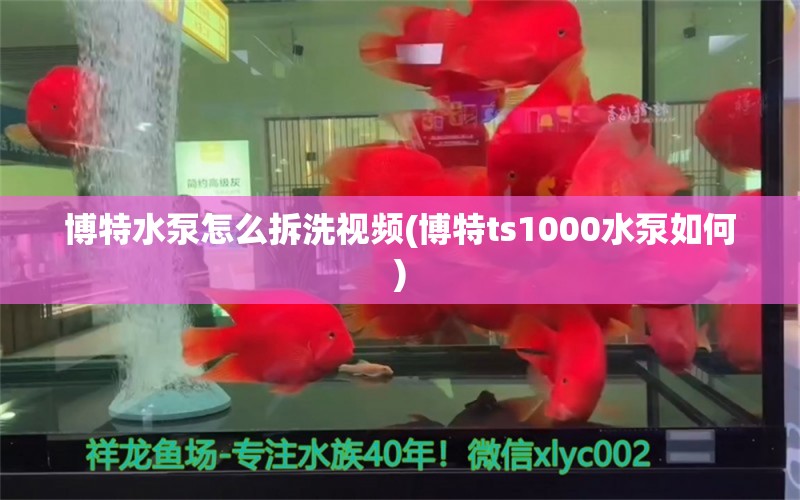 博特水泵怎么拆洗視頻(博特ts1000水泵如何)