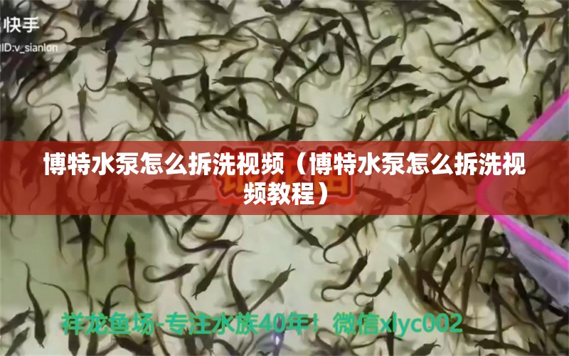 博特水泵怎么拆洗視頻（博特水泵怎么拆洗視頻教程） 博特水族