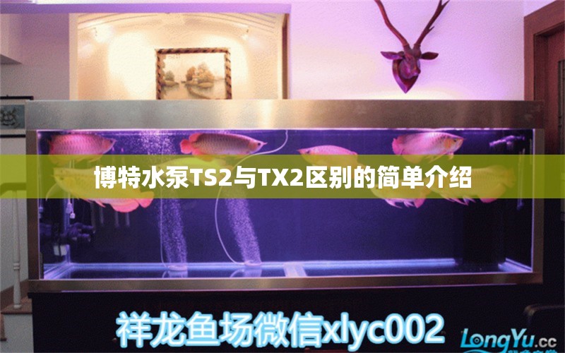 博特水泵TS2與TX2區(qū)別的簡單介紹 博特水族 第1張