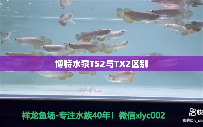 博特水泵TS2與TX2區(qū)別