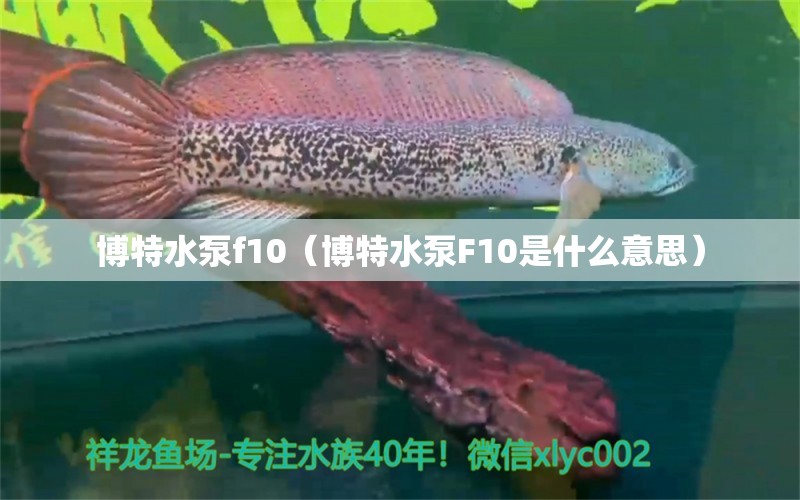 博特水泵f10（博特水泵F10是什么意思）