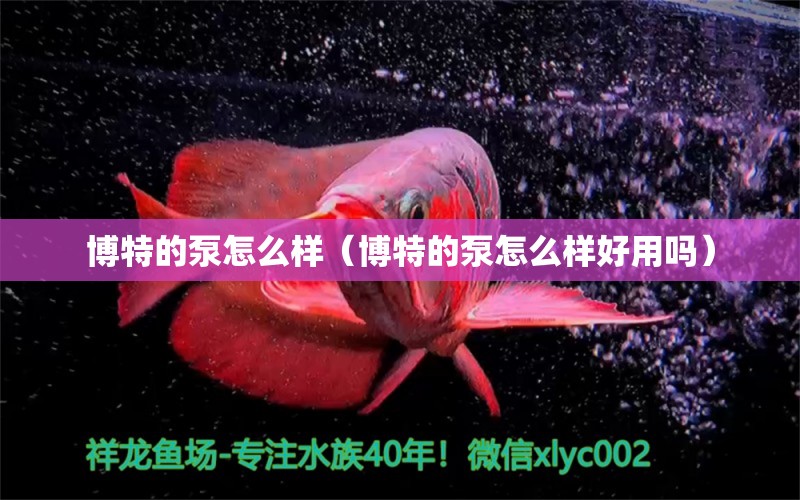 博特的泵怎么樣（博特的泵怎么樣好用嗎）