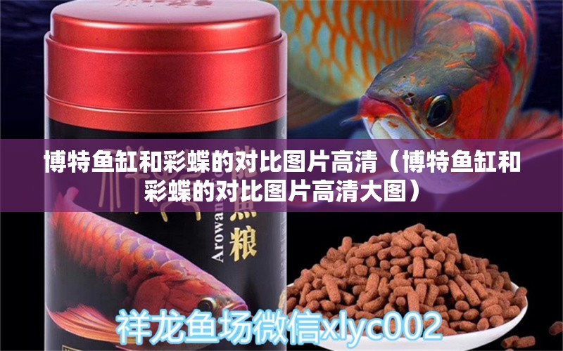 博特魚缸和彩蝶的對(duì)比圖片高清（博特魚缸和彩蝶的對(duì)比圖片高清大圖） 博特水族