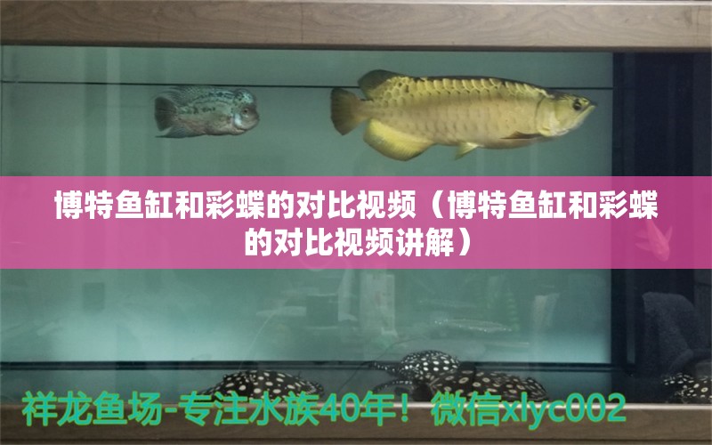 博特魚缸和彩蝶的對比視頻（博特魚缸和彩蝶的對比視頻講解）