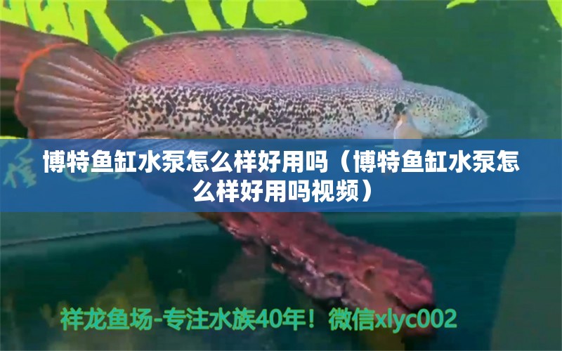 博特魚缸水泵怎么樣好用嗎（博特魚缸水泵怎么樣好用嗎視頻） 博特水族