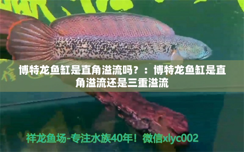 博特龍魚缸是直角溢流嗎？：博特龍魚缸是直角溢流還是三重溢流 博特水族 第2張